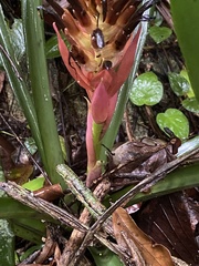 Billbergia pyramidalis