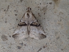 Zebeeba falsalis
