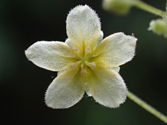 Neoalsomitra clavigera