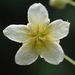 Neoalsomitra clavigera - Photo no rights reserved, uploaded by 葉子