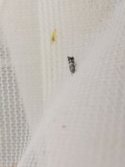 Elachista freyerella