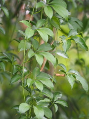 Neoalsomitra clavigera