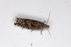 Ancylis unguicella