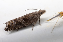 Ancylis unguicella
