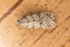 Pseudotelphusa paripunctella