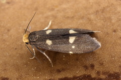Lampronia flavimitrella