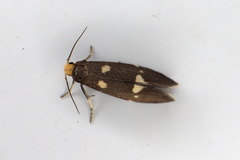 Lampronia flavimitrella