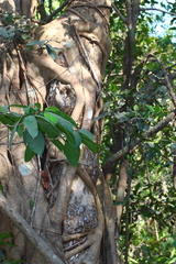Ficus talbotii