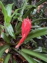 Billbergia pyramidalis