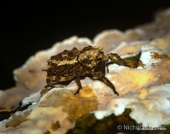 Poropterus angustatus