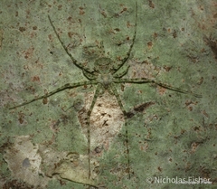 Tamopsis tweedensis
