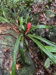 Billbergia pyramidalis