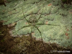 Tamopsis tweedensis
