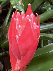 Billbergia pyramidalis