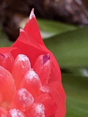 Billbergia pyramidalis