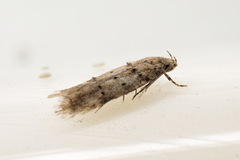 Pseudotelphusa paripunctella