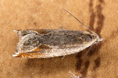 Ancylis diminutana