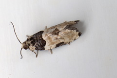 Gibberifera simplana