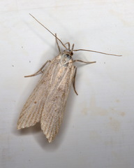 Helcystogramma