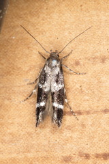 Mompha sturnipennella