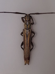 Hippopsis