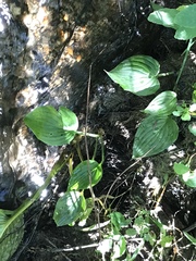 Hosta