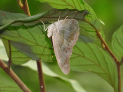 Eulaceura osteria