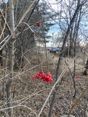 Viburnum opulus americanum