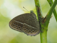 Mycalesis janardana