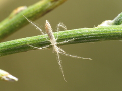 Stenolemus novaki