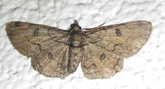 Orbamia octomaculata