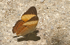 Cirrochroa orissa
