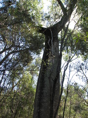 Brachychiton rupestris