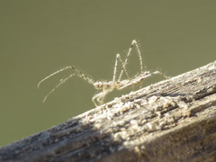 Stenolemus novaki