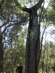 Brachychiton rupestris