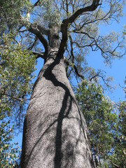 Brachychiton rupestris