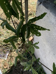 Passiflora caerulea