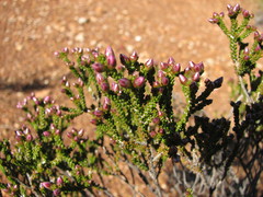 Homalocalyx polyandrus