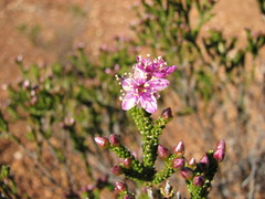 Homalocalyx polyandrus