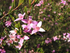 Boronia glabra