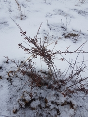 Spiraea aquilegifolia