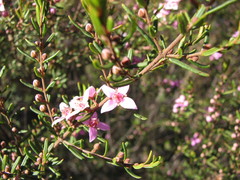 Boronia glabra