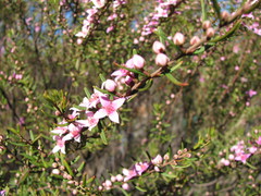 Boronia glabra