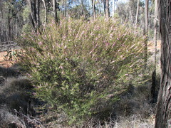 Boronia glabra