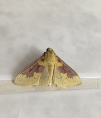 Polygrammodes ponderalis