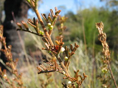 Cyanothamnus occidentalis