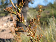 Cyanothamnus occidentalis