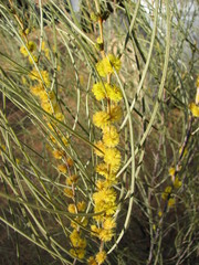 Acacia curranii
