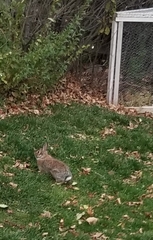 Sylvilagus floridanus