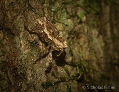 Poropterus angustatus